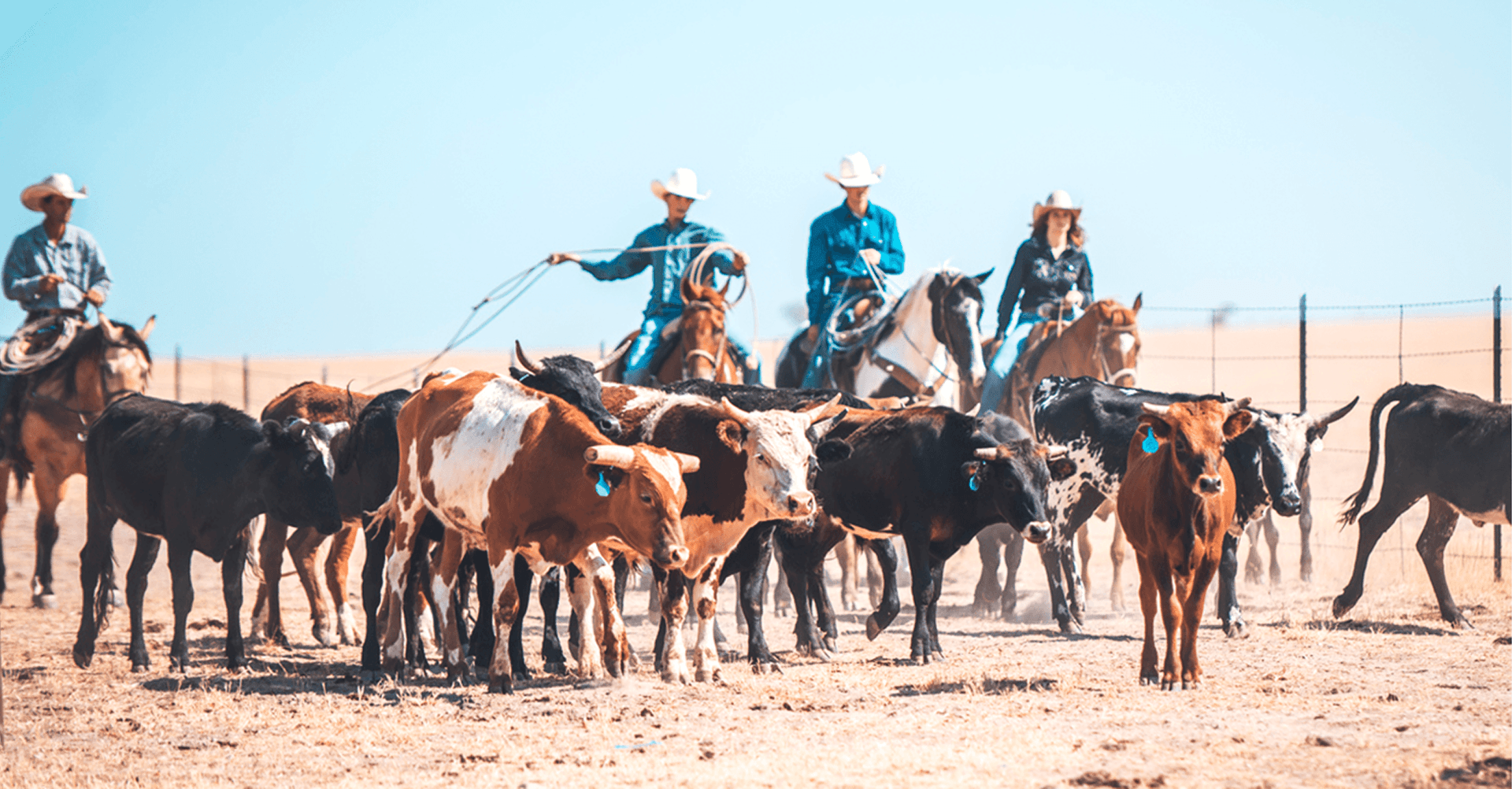Ranchers on horseback herding cattle