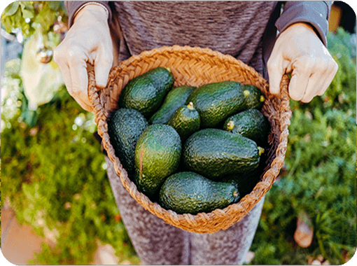 Farmer carrying basket full of avocado