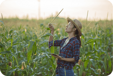 Female farmer checking crop quality in field aided by farm input loan