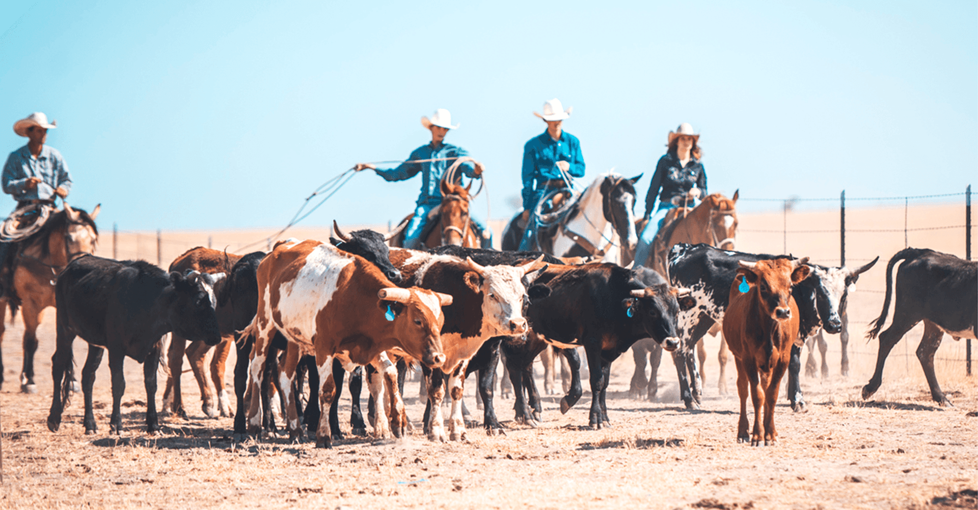Ranchers on horseback herding cattle